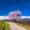 野平の一本桜