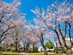 三八城公園の桜