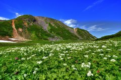 乗鞍岳畳平の花畑