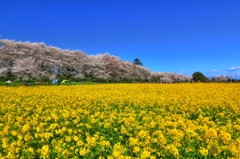 権化堂桜堤