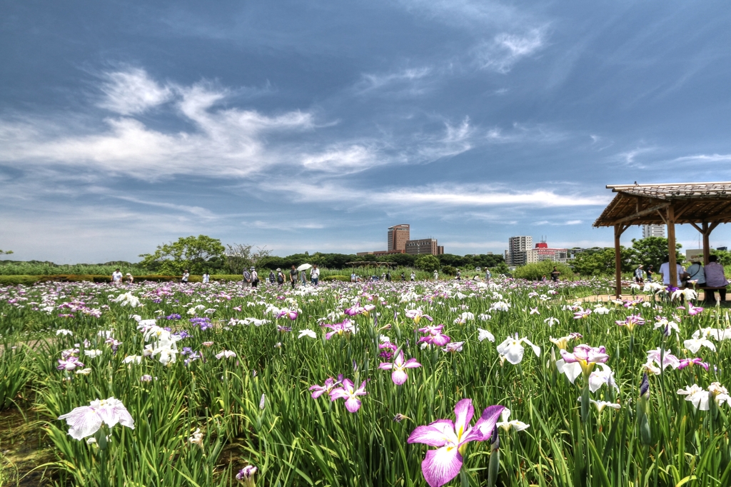 小岩菖蒲園