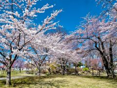 三八城公園の桜