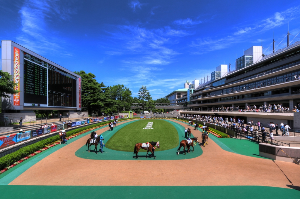 東京競馬場のパドック