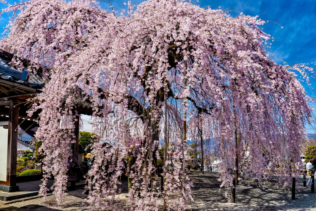 周林寺のボンボリ桜