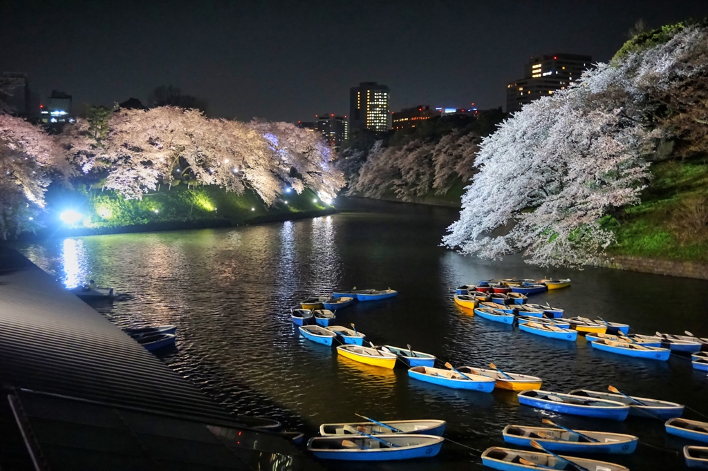 千鳥ヶ淵の桜