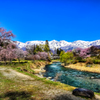 大出公園の桜