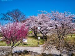 三八城公園の桜