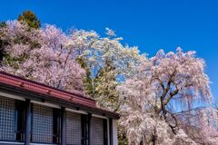 烏帽子山八幡宮の桜
