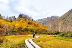 栂池の紅葉