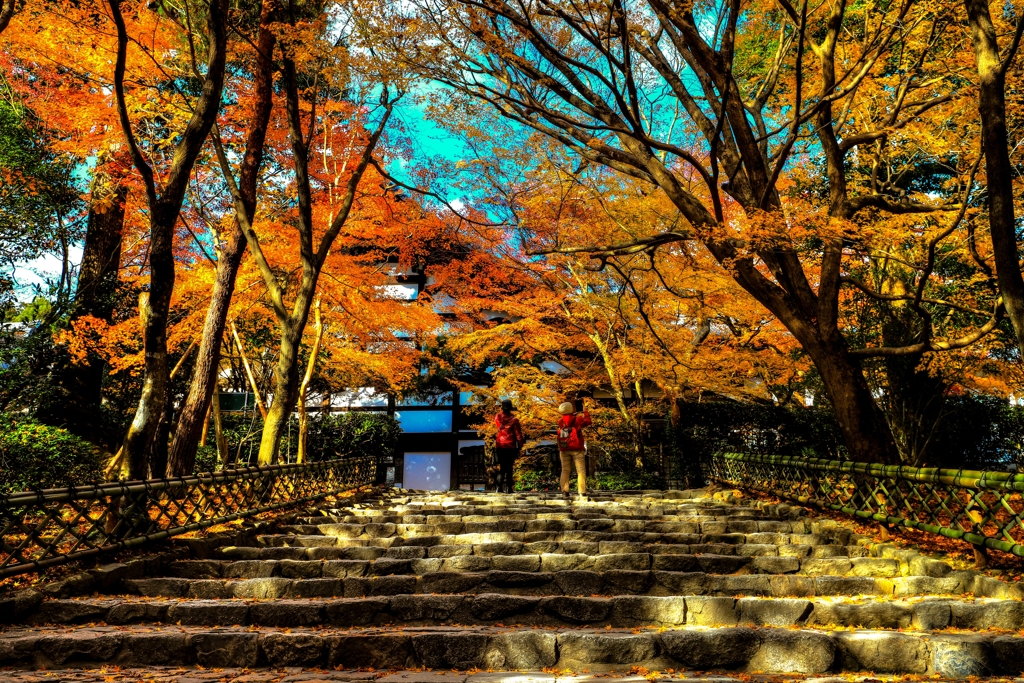 龍安寺　紅葉真っ盛りだった