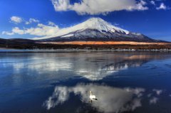 山中湖と白鳥と富士山