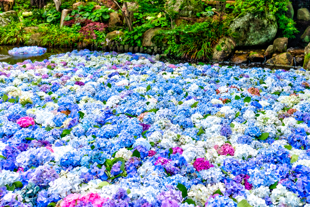 紫陽花の池