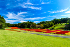 森林公園の羽毛ケイトウ（上から）