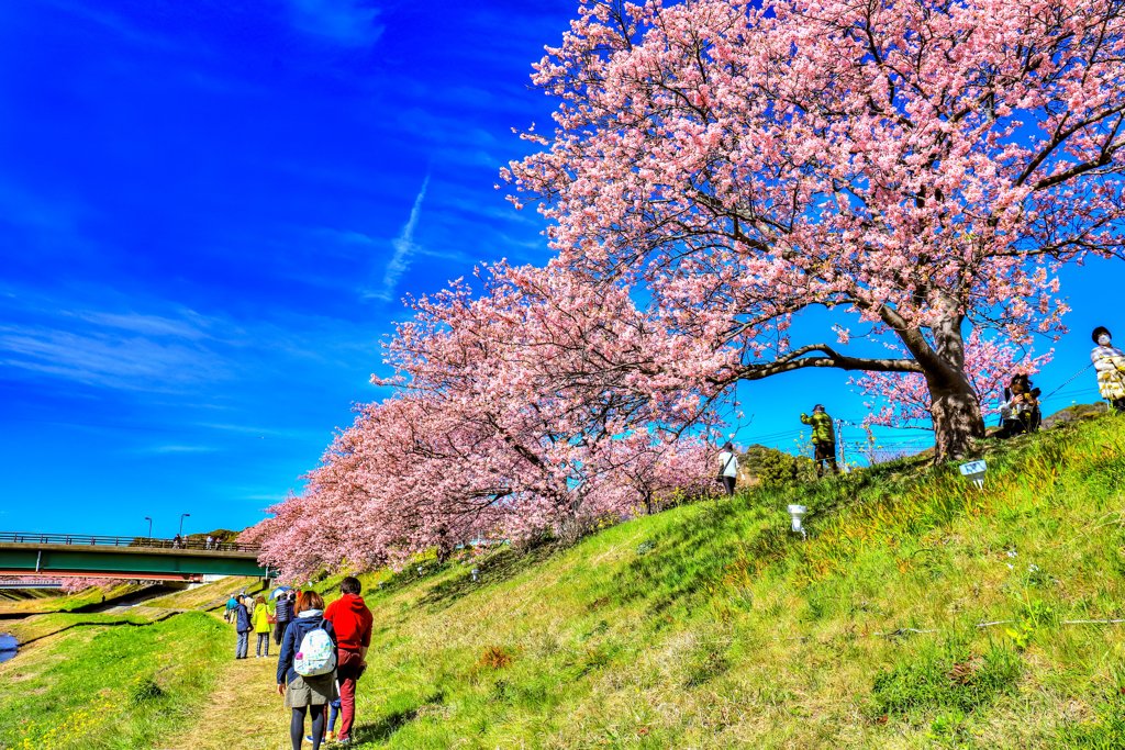 みなみの桜と菜の花　その3