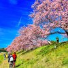 みなみの桜と菜の花　その3