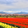舟川の桜