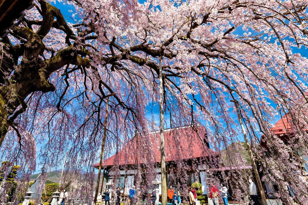 周林寺のボンボリ桜