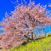 みなみの桜と菜の花　その1