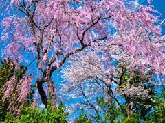 三八城公園の桜