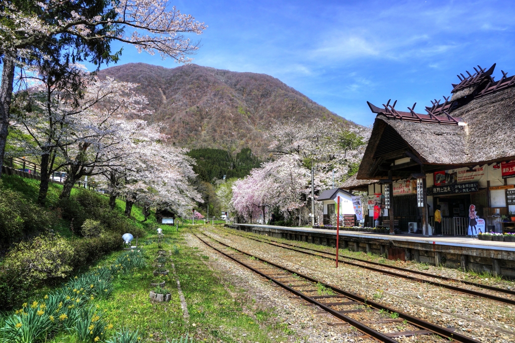 茅葺屋根の駅と桜