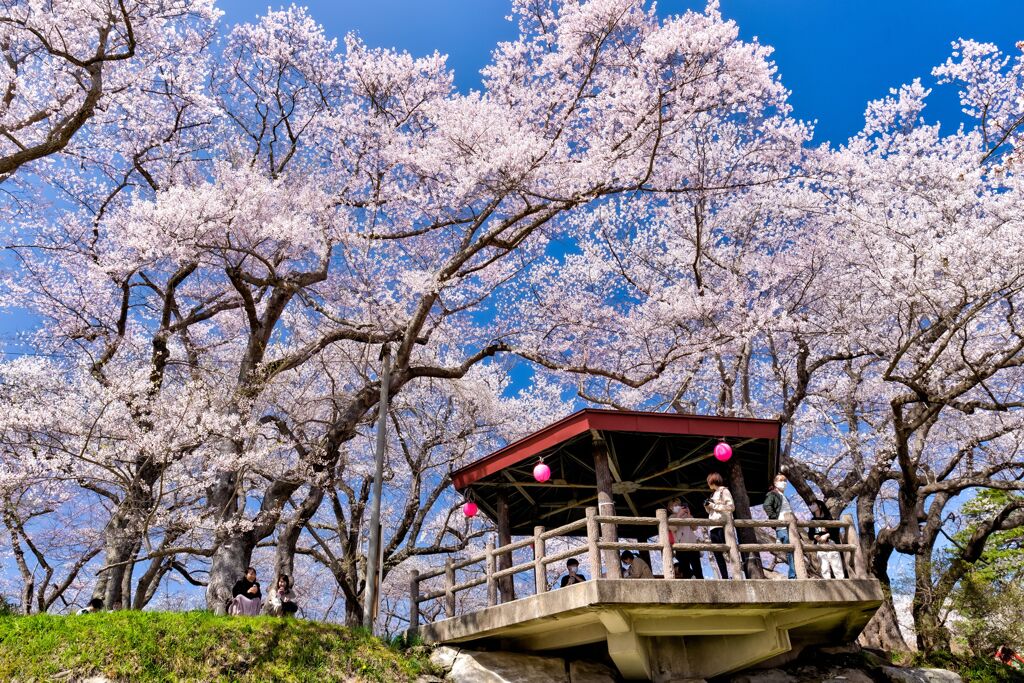 烏帽子山公園の桜