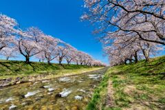 舟川べりの桜並木