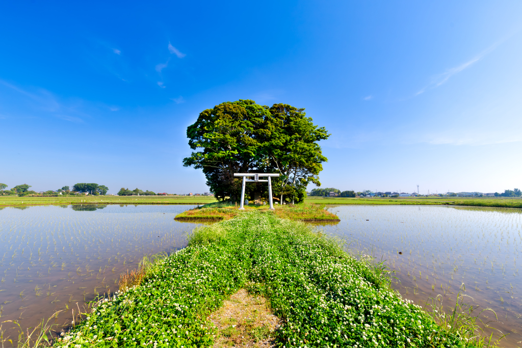 田んぼの中の神社