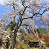 徹然桜