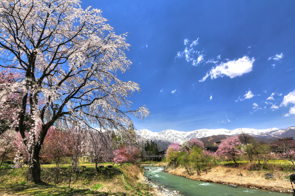 大出公園の桜