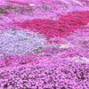 芝桜まつり