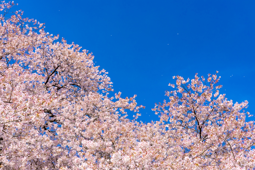 白石川堤一目千本桜