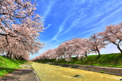 舟川べり桜並木