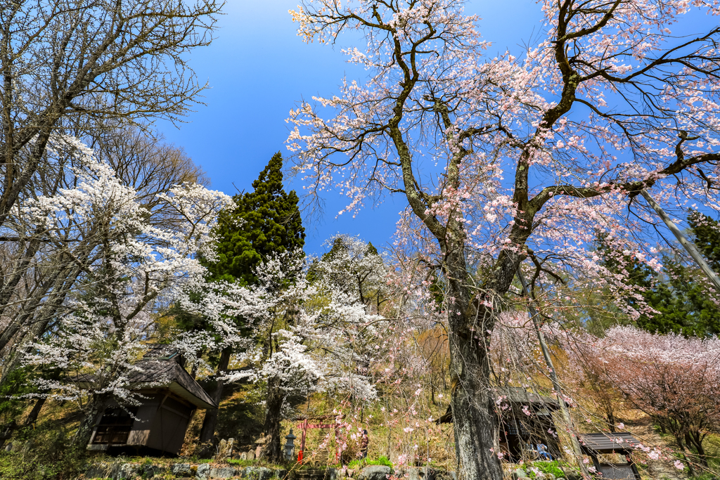 伝行山の徹然桜