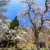 伝行山の徹然桜