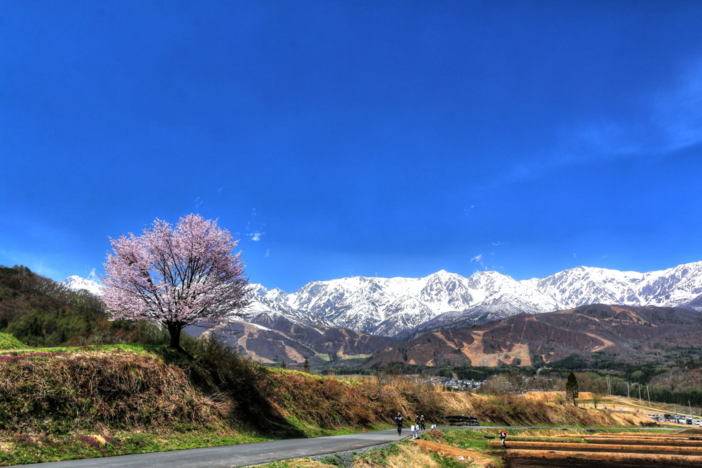 野平の一本桜 By くろふね Id 写真共有サイト Photohito