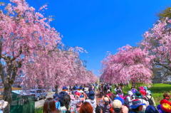 日中線記念自転車歩行者道のしだれ桜