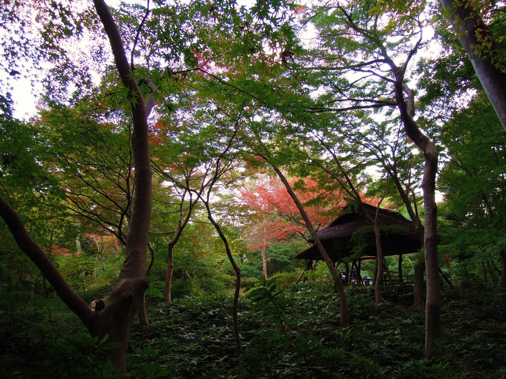 トトロの住み家