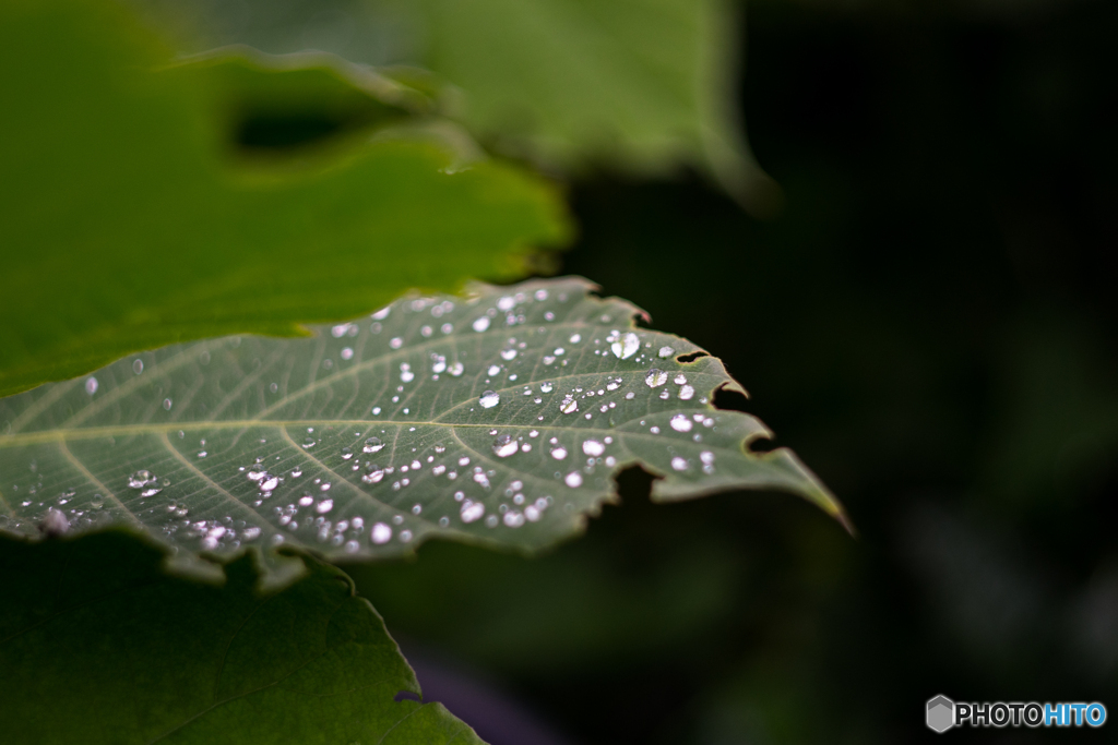 Raindrop♪