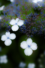 紫陽花～hydrangea.