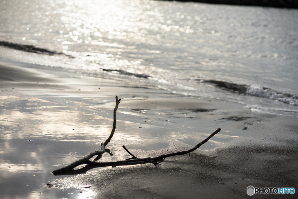 Driftwood♪～流木