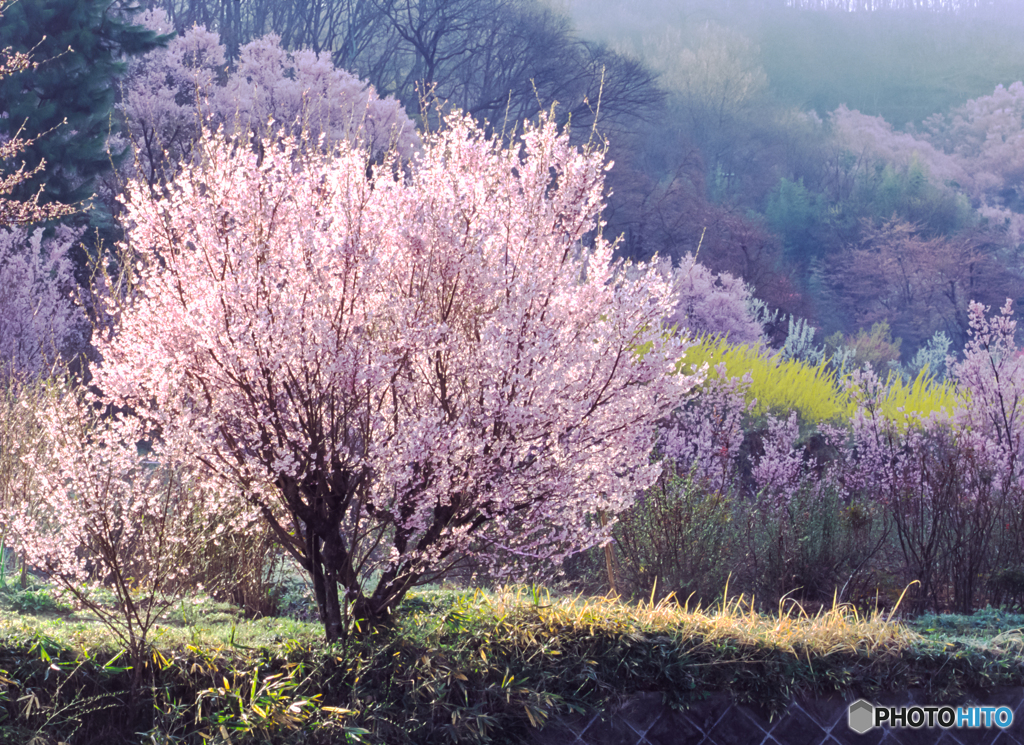 Fukushima spring♪