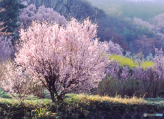 Fukushima spring♪