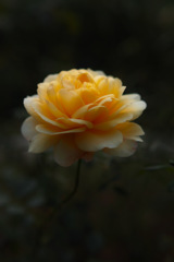 Sweetest　yellow rose of color♪