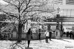 Sakura blooms in Edo♪