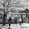 Sakura blooms in Edo♪