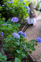 Hydrangea and girl♪