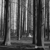 Wedding dress in the woods♪