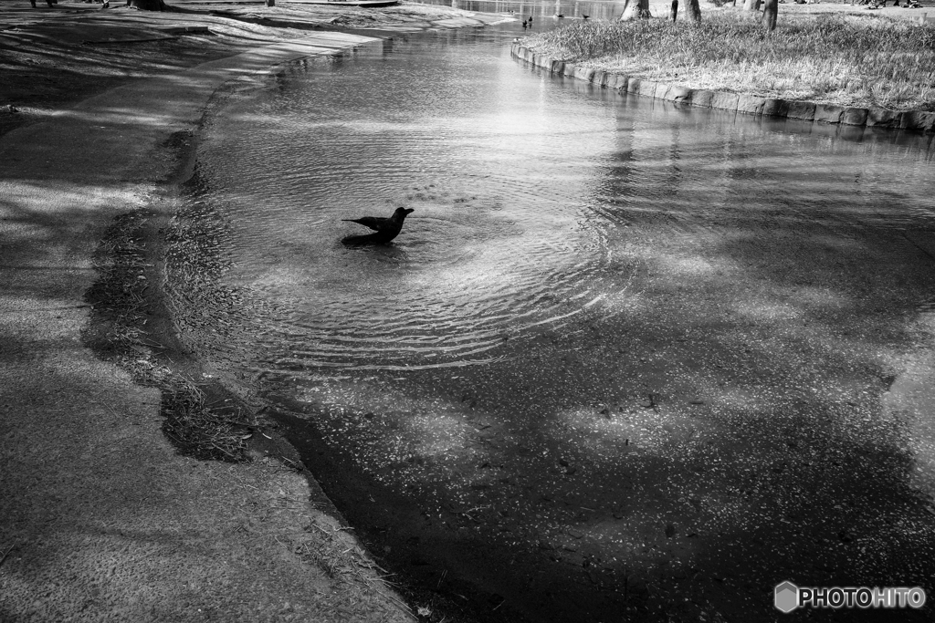 Ripple♪