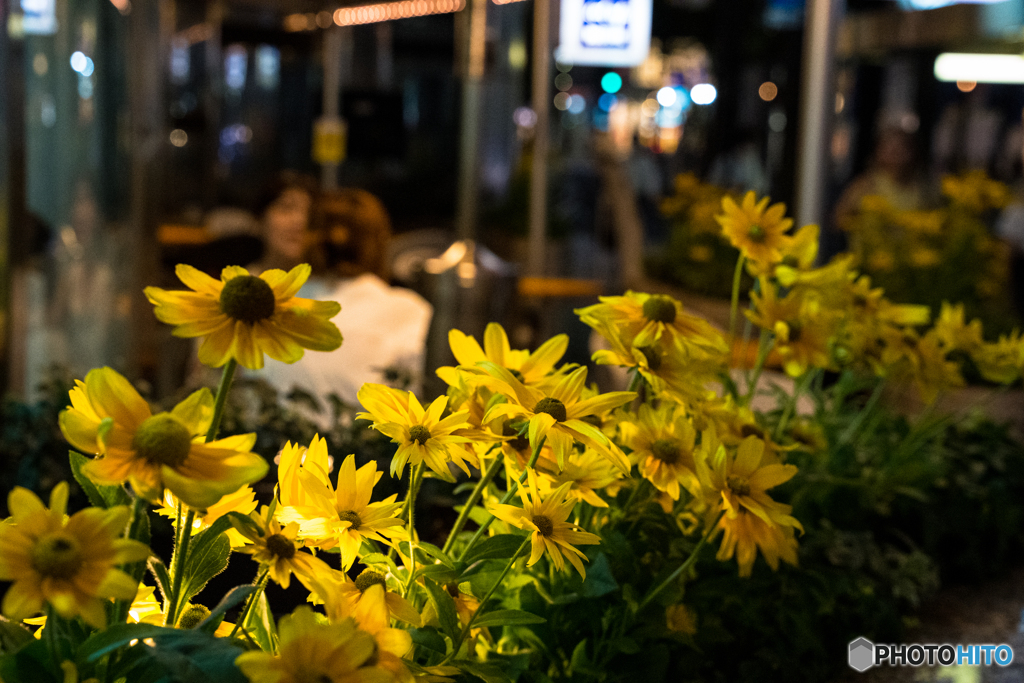 Ginza Flower Garden♪