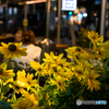 Ginza Flower Garden♪